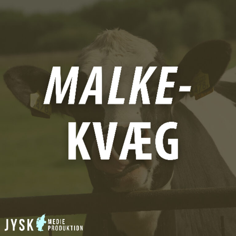 Malkekvæg 2025 – E51: Stor interesse for mælkepulver