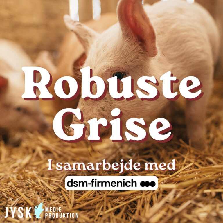 annonce | Robuste Grise 2026 – E4: God høst er ingen garanti for godt foder